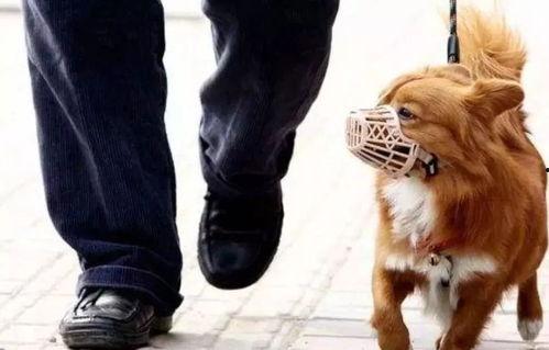 牵着狗的图片,与爱宠共度的温馨时光  第3张