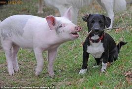 猪和狗图片,萌态可掬，动物界的和谐共处